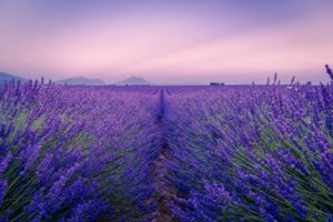 purple flower field under white sky during daytime