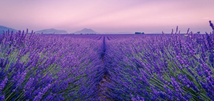 purple flower field under white sky during daytime